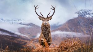 ジビエ料理の魅力と認証制度からの安全性！野生鳥獣ならではの栄養価！