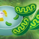 「ミトコンドリア」と「ATP」がなければ人は健康を損ない生きていく事も出来ない?!