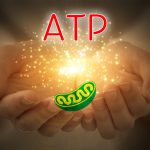 エネルギーを作るATP(アデノシン三リン酸)|エネルギー源は糖質or脂質??
