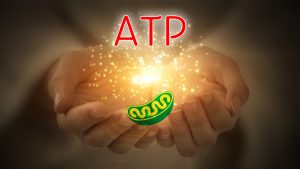 エネルギーを作るATP(アデノシン三リン酸)|エネルギー源は糖質or脂質??
